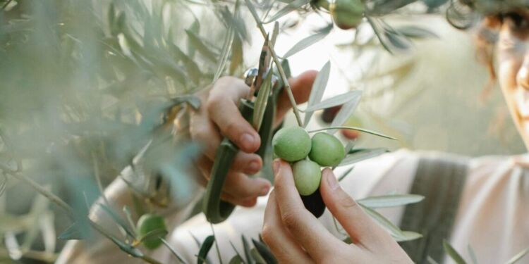Fête de l’Olive à Pignan : Dégustations, traditions et animations