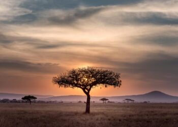 Montpellier célèbre les liens entre l'Europe et l'Afrique avec la Biennale Euro-Africa