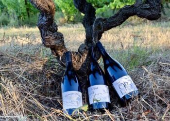 Soirée dégustation au Domaine Puech pour découvrir les Pépites du domaine