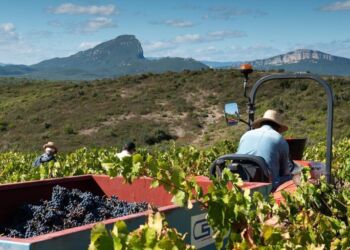 Une balade entre art et vin au Domaine de la Triballe