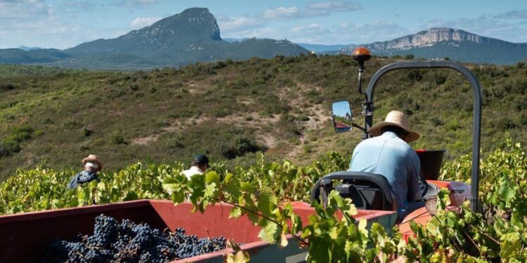 Une balade entre art et vin au Domaine de la Triballe