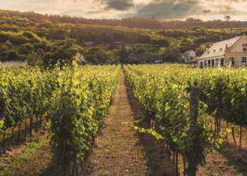 Octobre dans l’Hérault, c’est plonger dans un tableau : les vignes passent du vert éclatant à l’or brûlé, le raisin est à point, et l’air embaume déjà le bonheur.