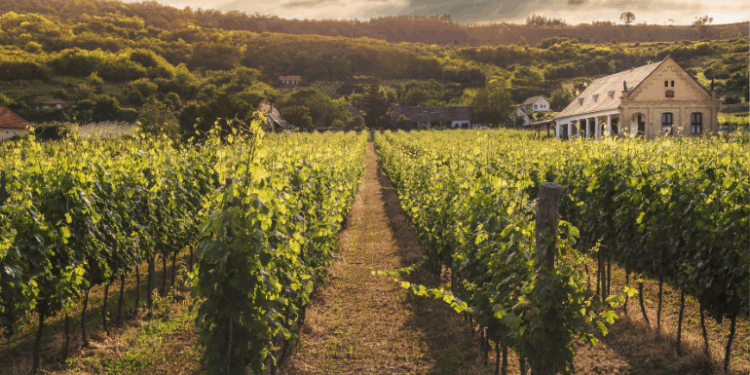 Octobre dans l’Hérault, c’est plonger dans un tableau : les vignes passent du vert éclatant à l’or brûlé, le raisin est à point, et l’air embaume déjà le bonheur.