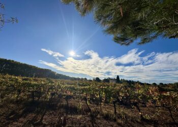 Soleil et fraicheur pour ton week-end à Montpellier