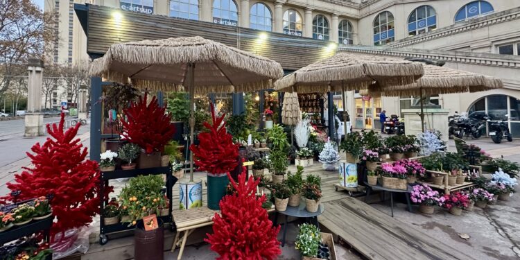 Le sapin de Noël éco-responsable chez Urbain Flowers