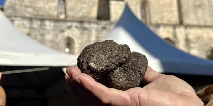 Grand Marche Aux Truffes De Saint Genies Des Mourgues