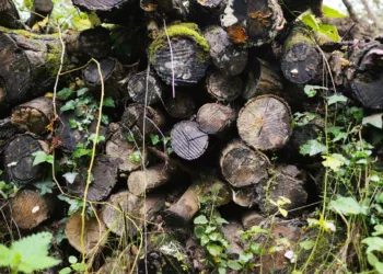 Truffe Mouillee Mais Truffe Quand Meme A Saint Guilhem Le Desert