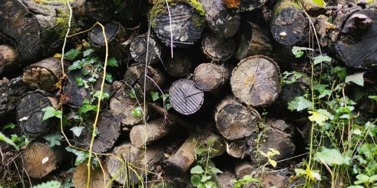 Truffe Mouillee Mais Truffe Quand Meme A Saint Guilhem Le Desert