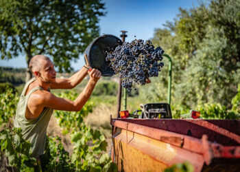 Faire-part de naissance : L'AOC Montpeyroux est arrivée
