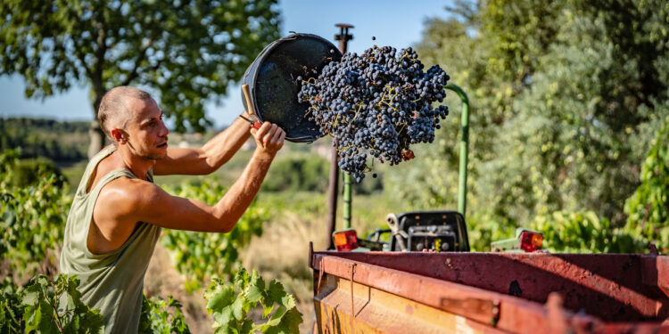 Faire-part de naissance : L'AOC Montpeyroux est arrivée
