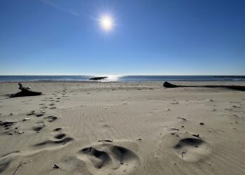 Terre de Camargue : un grand salon job d'été au Grau-du-Roi