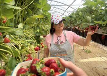 On adore la "fraise bonbon" spécialité de la Cabane à Mauguio