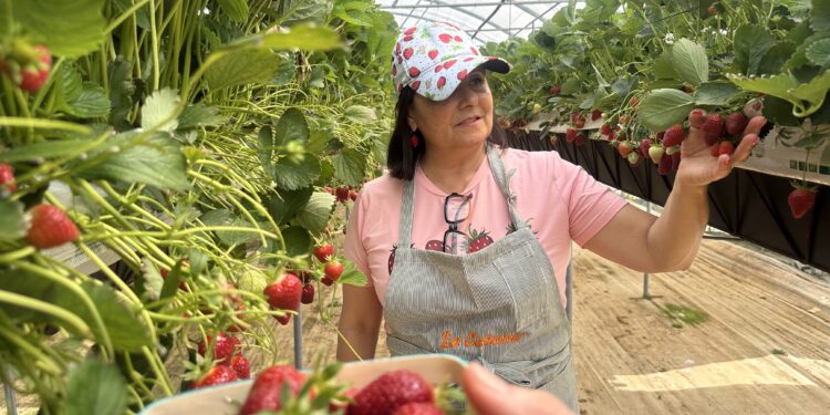 On adore la "fraise bonbon" spécialité de la Cabane à Mauguio
