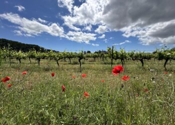 Un jour férié sous le soleil avant un dimanche pluvieux
