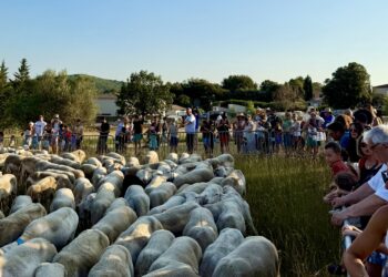 Vin et marché du terroir pour célèbrer la transhumance à Aumelas