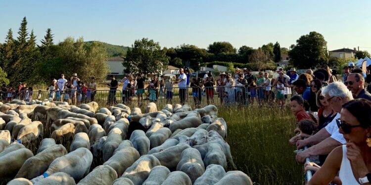 Vin et marché du terroir pour célèbrer la transhumance à Aumelas