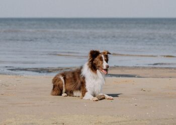 Plages dog-friendly près de Montpellier : où se baigner avec son chien ?