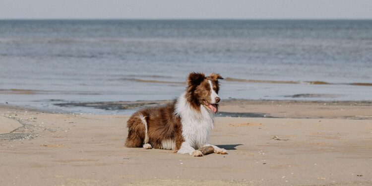 Plages dog-friendly près de Montpellier : où se baigner avec son chien ?