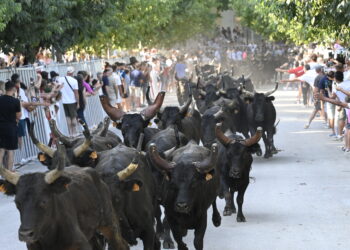 Pescalune 2026 : Lunel donne le coup d'envoi avec 100 taureaux dans les rues