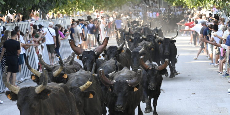 Pescalune 2026 : Lunel donne le coup d'envoi avec 100 taureaux dans les rues