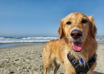 Un nouvel espace dédié aux chiens sur la plage de Carnon