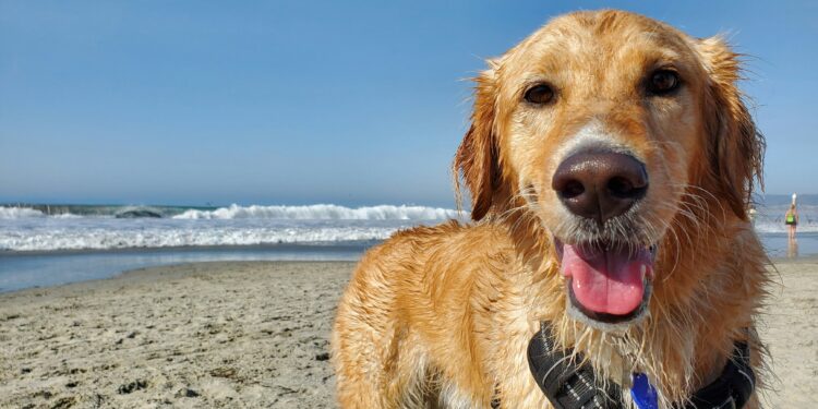 Un nouvel espace dédié aux chiens sur la plage de Carnon