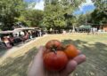 La tomate fait son festival à Clapiers