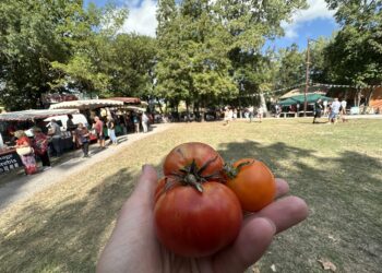 La tomate fait son festival à Clapiers