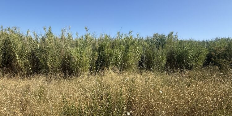 Contournement Ouest de Montpellier : la lutte contre la Canne de Provence au cœur des travaux préparatoires