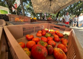 La tomate fait son festival à Clapiers