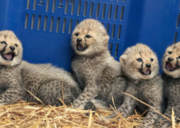 Carnet rose au Zoo de Montpellier : 4 bébés guépards sont nés !