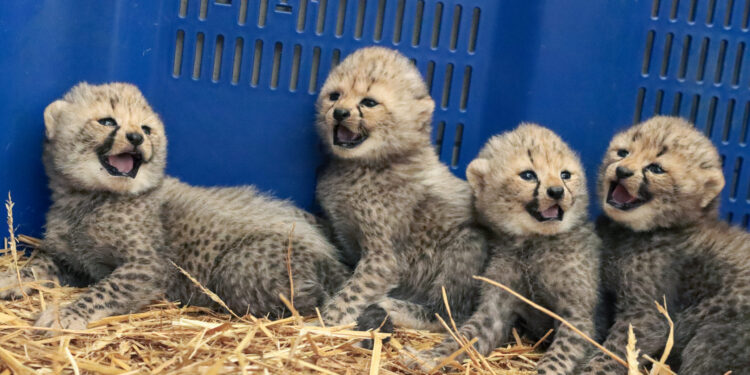 Carnet rose au Zoo de Montpellier : 4 bébés guépards sont nés !